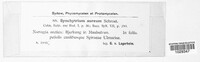 Synchytrium aureum image